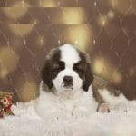 Christmas-female-Saint Bernard-puppy-for-sale 5