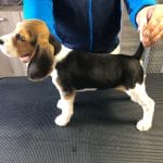 Gloria-female-beagle-puppy-for-sale-01
