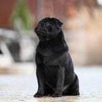 Jofrey Halinfor Charm-male-Pug-puppy-for-sale (5)