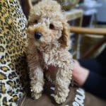 Champ-male-miniature-poodle-puppy-for-sale02