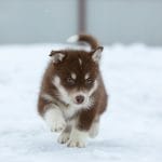 Alvin-Male-Siberian Husky-for-sale-2
