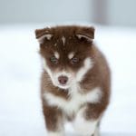 Regina Siberian Husky