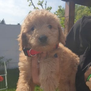 Protected: Lottie Labradoodle