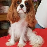 Camis-male-cavalier-king-charles-spaniel-puppy-for-sale01