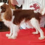 Camis-male-cavalier-king-charles-spaniel-puppy-for-sale02