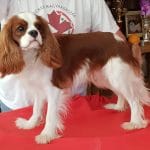 Camis-male-cavalier-king-charles-spaniel-puppy-for-sale03
