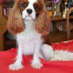 Camis-male-cavalier-king-charles-spaniel-puppy-for-sale04