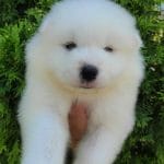 Jella-female-samoyed-puppy-for-sale01
