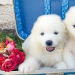 Jella-female-samoyed-puppy-for-sale02