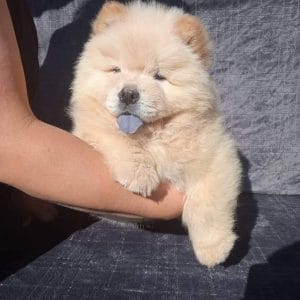 Chico Chow-Chow