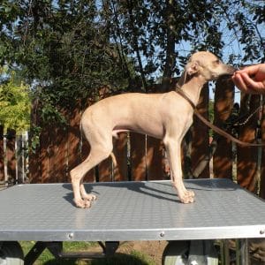 Assan Italian Sighthound