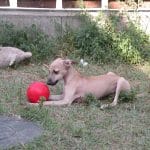 Assan-male-italian-sighthound-puppy-for-sale03