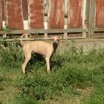 Assan-male-italian-sighthound-puppy-for-sale05