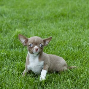 Elly Chihuahua