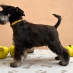 Elisa-female-miniature-schnauzer-puppy-for-sale02