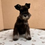 Elisa-female-miniature-schnauzer-puppy-for-sale04