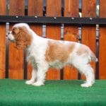 Mateo-male-cavalier-king-charles-spaniel-puppy-for-sale03