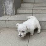 Phoebe-Female-West Highland White Terrier-for-sale-1