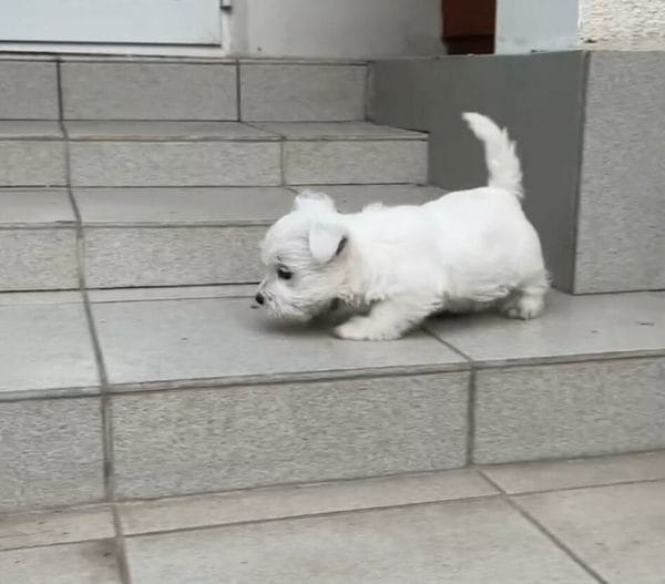 Phoebe West Highland White Terrier