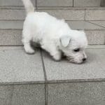 Phoebe-Female-West Highland White Terrier-for-sale-3