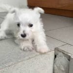 Phoebe-Female-West Highland White Terrier-for-sale-4
