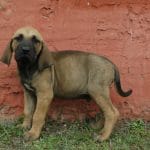 Rio-male-fila-brasileiro-puppy-for-sale01
