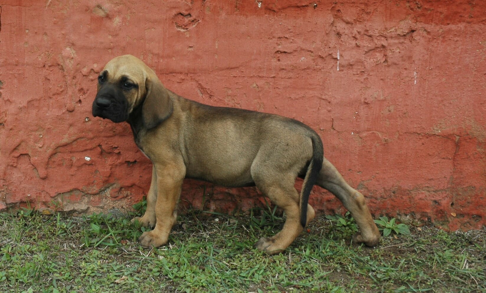 Rio, Purebred, healthy Fila Brasileiro puppy for sale