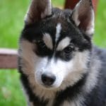 Iska-female-siberian-husky-puppy-for-sale01