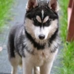 Iska-female-siberian-husky-puppy-for-sale02