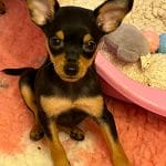 Koko-male-prague-ratter-puppy-for-sale-01