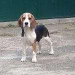 Pedro-male-beagle-puppy-for-sale01