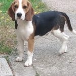 Pedro-male-beagle-puppy-for-sale02