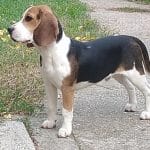 Pedro-male-beagle-puppy-for-sale03
