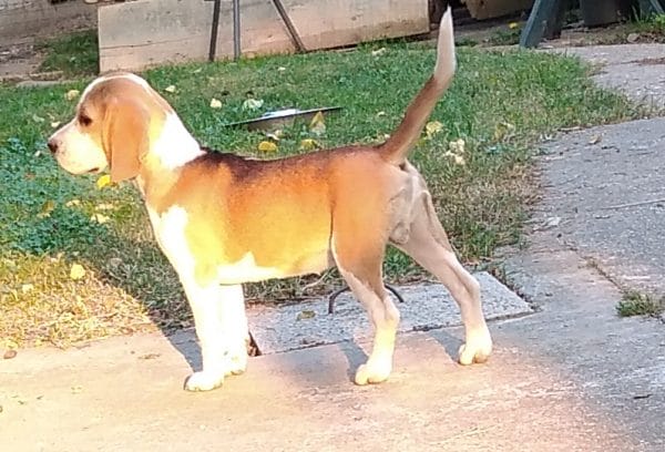 Pluto Beagle