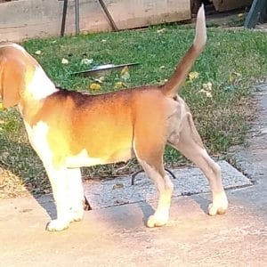 Pluto Beagle
