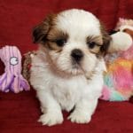 Prince-male-shih-tzu-puppy-for-sale05