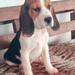 Rian-male-beagle-puppy-for-sale02