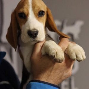 Pistache Beagle