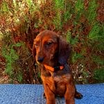 Tara-female-miniature-dachshund-puppy-for-sale02