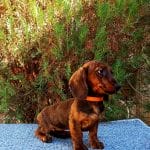 Tara-female-miniature-dachshund-puppy-for-sale04