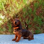 Tara-female-miniature-dachshund-puppy-for-sale05
