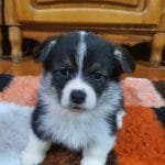 Victoria-female-welsh-corgie-puppy-for-sale01