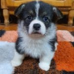 Victoria-female-welsh-corgie-puppy-for-sale02