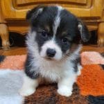 Victoria-female-welsh-corgie-puppy-for-sale05