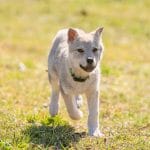 Elenya-female-czechoslovakian-wolfdog-puppy-for-sale01