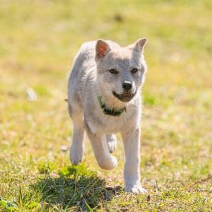 Elenya Czechoslovakian Wolfdog