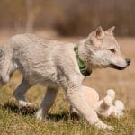 Elenya-female-czechoslovakian-wolfdog-puppy-for-sale03
