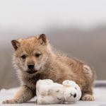 Etaro-male-czechoslovakian-wolfdog-puppy-for-sale01