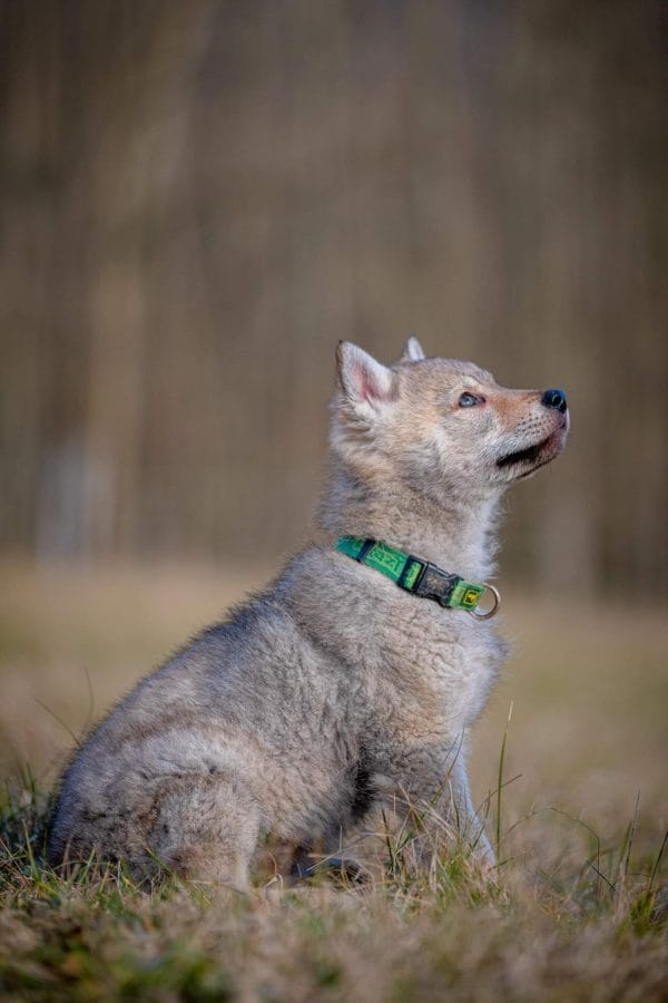 Etaro Czechoslovakian Wolfdog