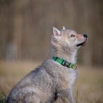 Etaro-male-czechoslovakian-wolfdog-puppy-for-sale03